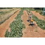 Stihl Motorhacke - mh 600.1 -