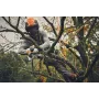 Akku-Gartenschere von Stihl – GTA 40 – mit Akku